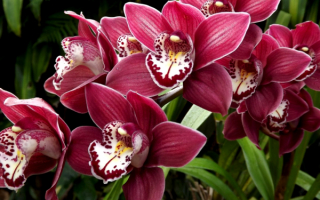 Орхидеи Цимбидиум бордовые