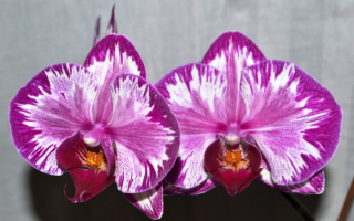 Орхидеи гибридные
