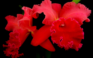 Орхидеи красные