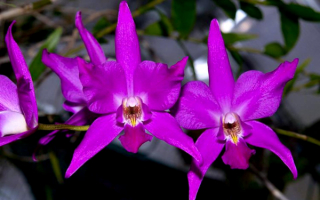 Орхидеи пурпурные