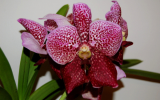 Орхидея Ванда красная
