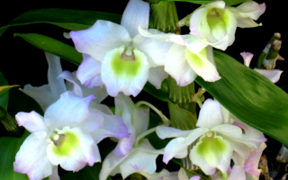 Дендробиум белый