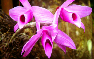 Дендробиум непахучий