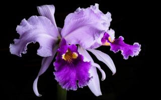 Орхидея фиолетовая