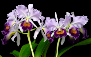 Трехцветные орхидеи