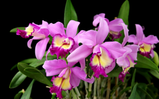 Цветы орхидеи фиолетовые