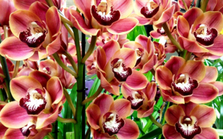 Цветы орхидеи