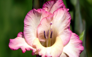 Бело-розовый гладиолус