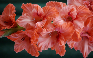 Красивые розовые гладиолусы