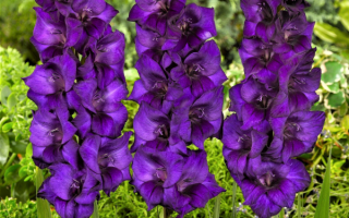 Фиолетовые гладиолусы