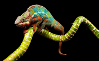 Разноцветный хамелеон
