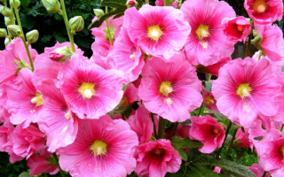 Цветы мальвы розовые