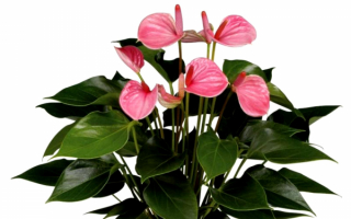 Антуриум розовый