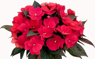 Бальзамин комнатный