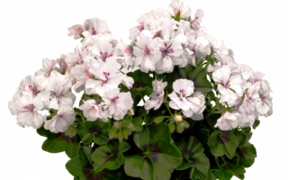 Герань белая