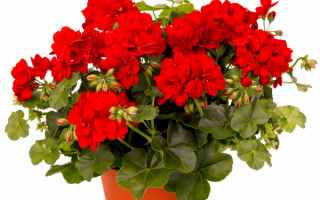 Герань красная