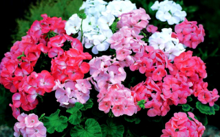 Герань разноцветная