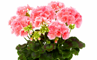 Герань розовая