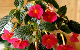 Комнатный цветок ахименес