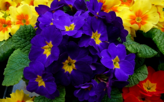 Примула комнатная