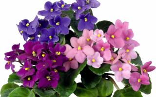 Фиалки разноцветные