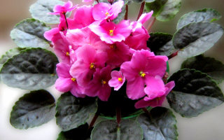 Фиалки розовые