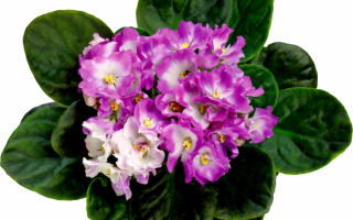 Фиалки трехцветные