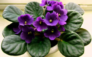 Фиалки фиолетовые
