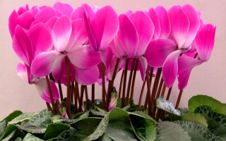 Цикламены розовые