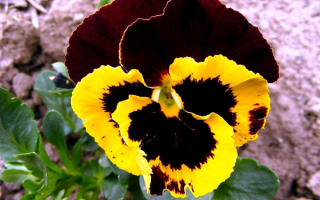 Желто-бордовый цветок фиалка