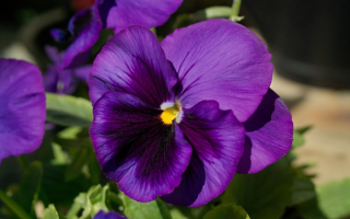 Цветок фиалка фиолетовый