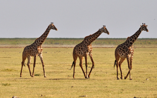 Жирафы шагают по саванне