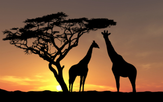 Жирафы под деревом