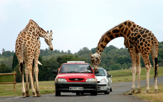 Жирафы на дороге