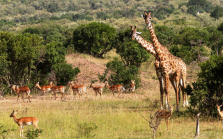 Жирафы и антилопы