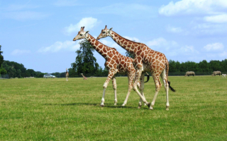 Жирафы на поляне