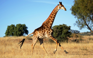 Жираф танцует