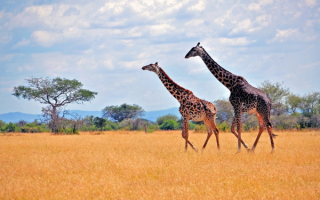 Красивые жирафы