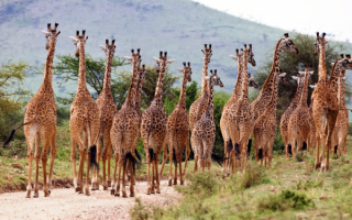 Стадо жирафов