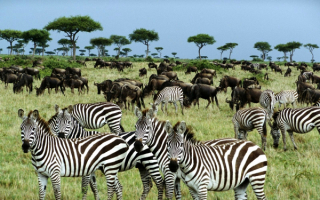 Зебры и антилопы
