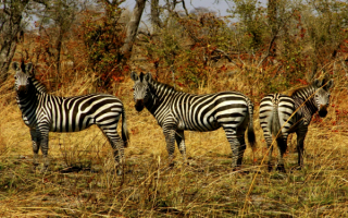 Зебры на опушке леса