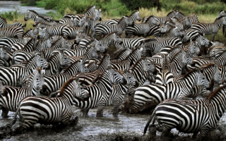 Зебры переходят реку
