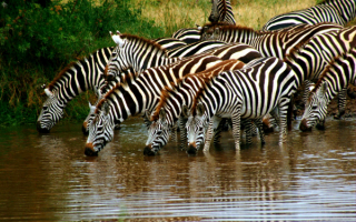 Зебры пьют воду