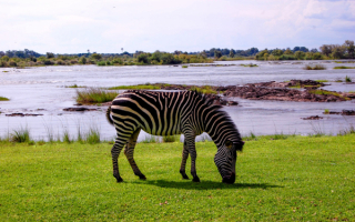 Зебра на берегу реки