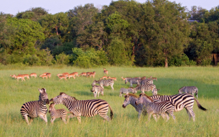 Зебры и антилопы - копия