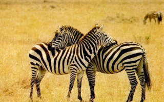 Зебры в африке