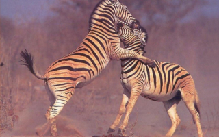 Две зебры
