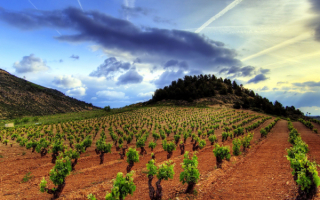 Испания. Виноградники