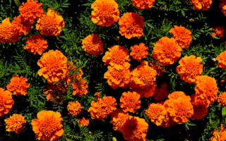 Бархатцы оранжевые мелкоцветковые