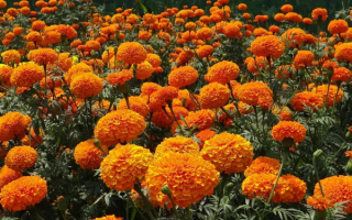 Оранжевые бархатцы в саду